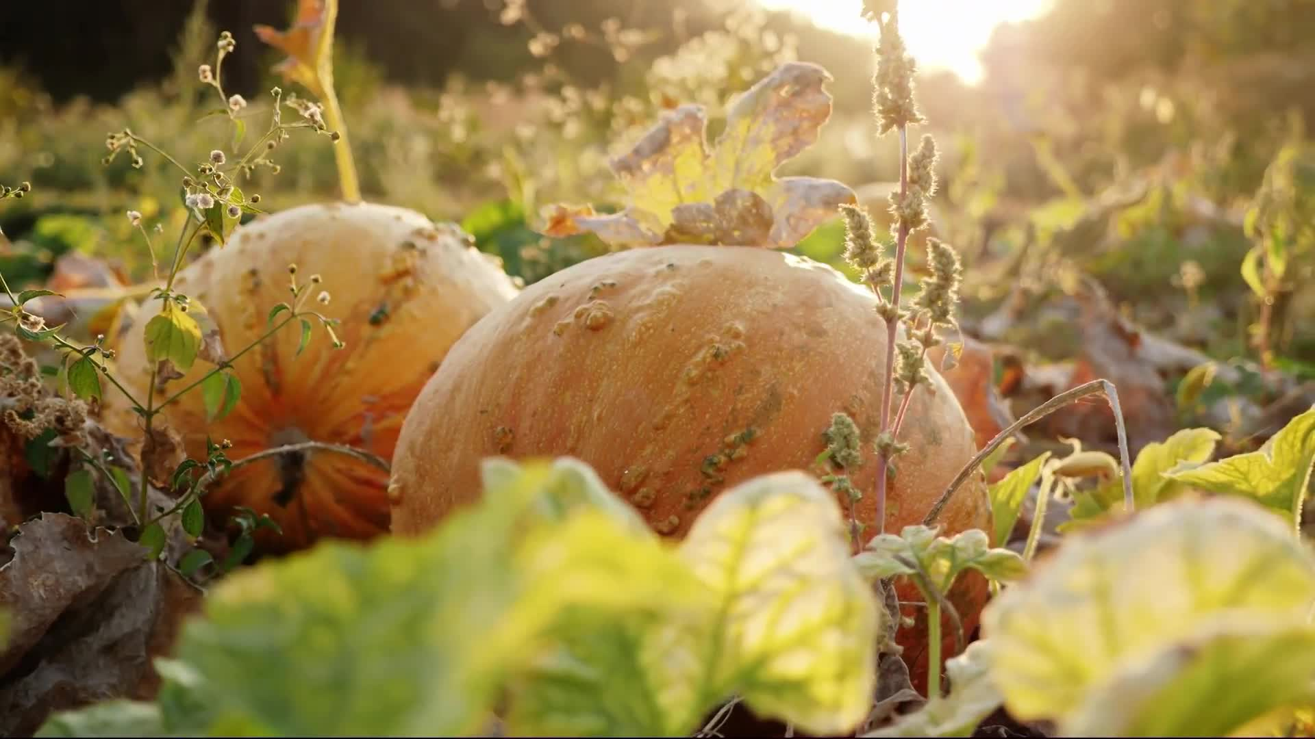 Spoken Word Praise of Thanksgiving