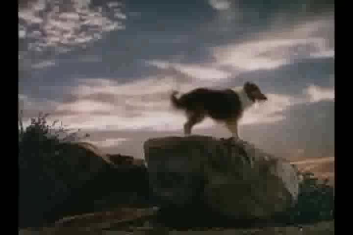 Thumbnail image for Lassie The Painted Hills (1951)
