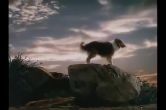 Thumbnail image for LASSIE - The Painted Hills