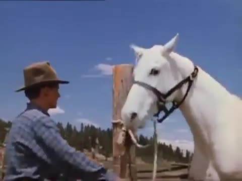 Thumbnail image for Thunderhead, Son of Flicka 1945