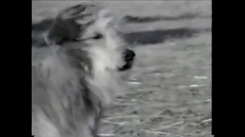 Thumbnail image for Stone Fox (1987) Buddy Ebsen