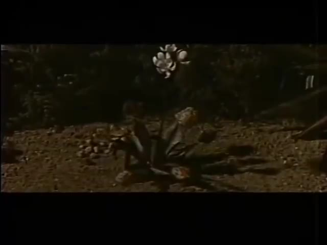 Thumbnail image for The Day of the Triffids (1962)